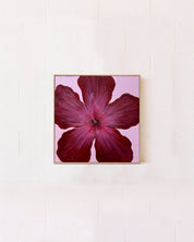 Hibiscus Burgundy & Pink Original