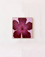 Hibiscus Burgundy & Pink Original